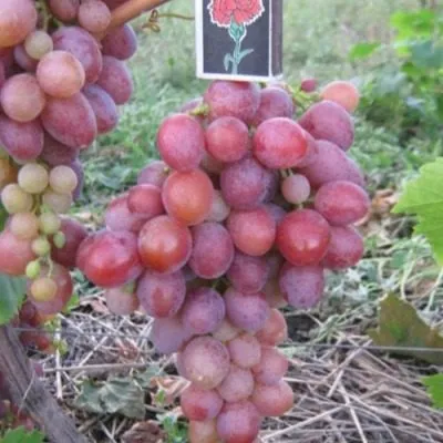 sirenevyy-tuman-5-228010