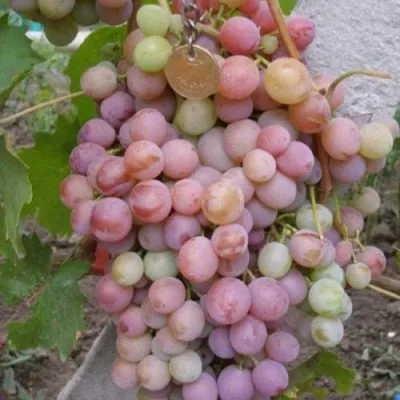 sirenevyy-tuman-6-228010