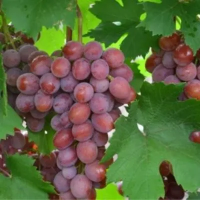 sirenevyy-tuman-7-228010