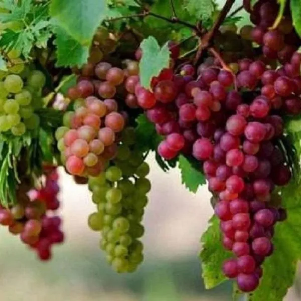 sirenevyy-tuman-main-228010