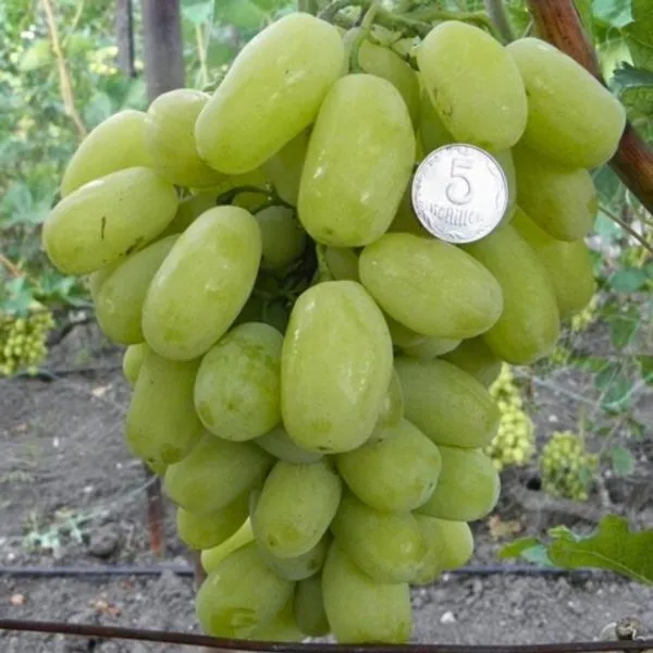 sitsiliya-main-237010