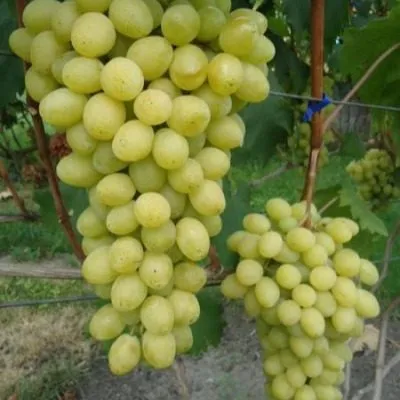 slava-ukraine-2-231120