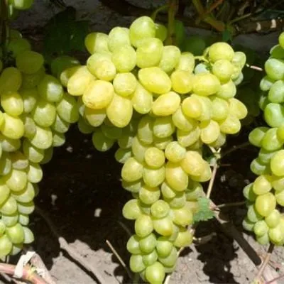 slava-ukraine-3-231120