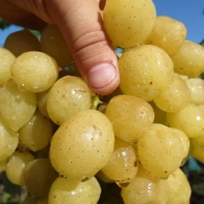 slava-ukraine-4-231120