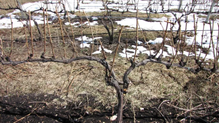 виноградник весной