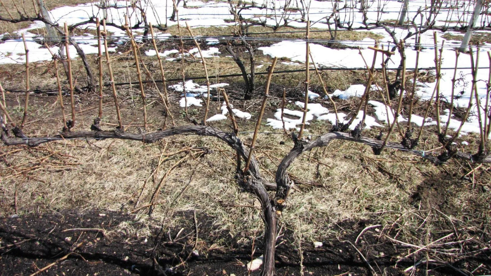 виноградник весной