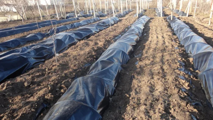 укрытый виноград весной