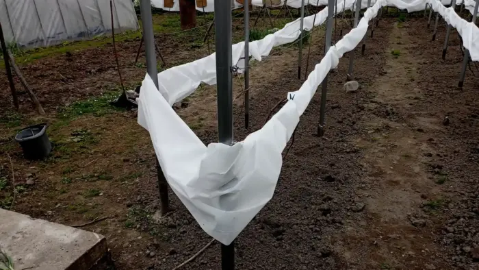 проветривание укрытия винограда