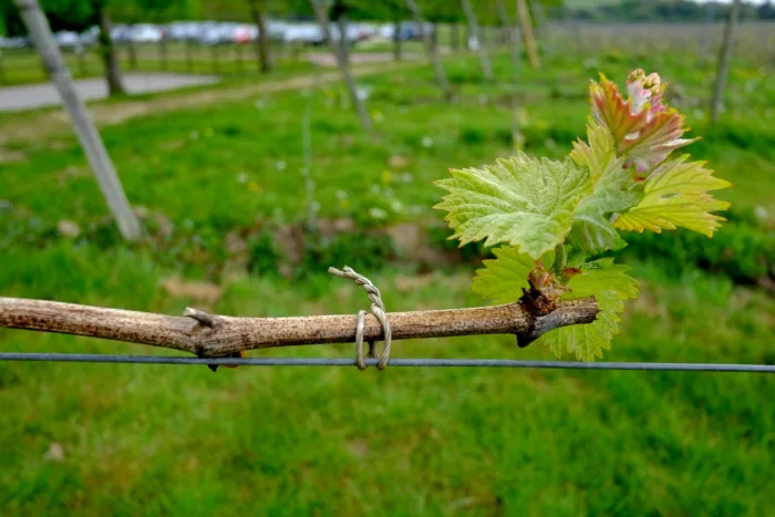 подвязка винограда к шпалере весной