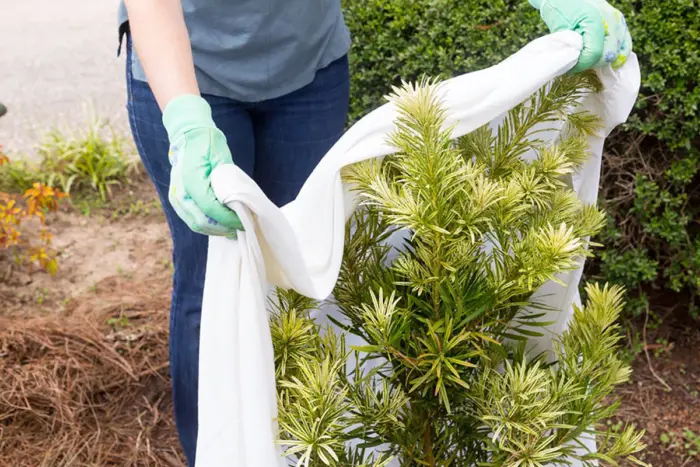 садовник снимает укрывной материал