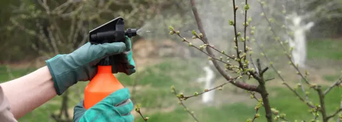 опрыскивание кустарников весной
