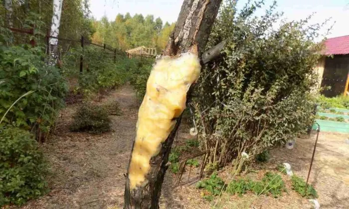 нанесение садового вара
