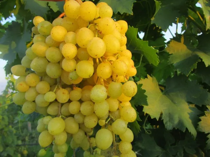 solomiya-main-235832