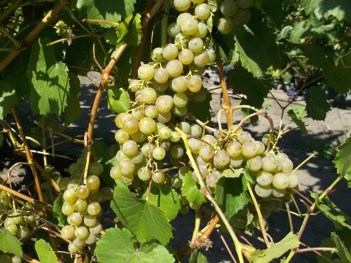 soloveva-58-2-235785