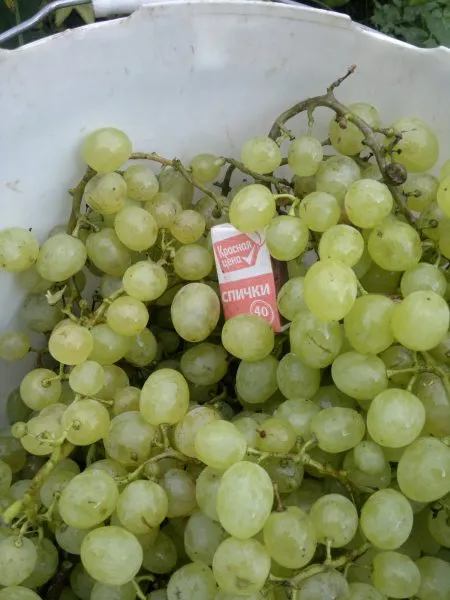 soloveva-58-3-235785