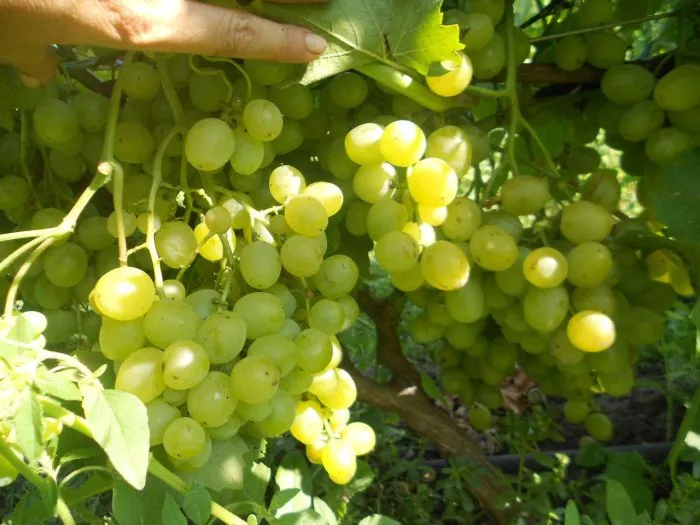 soloveva-58-4-235785