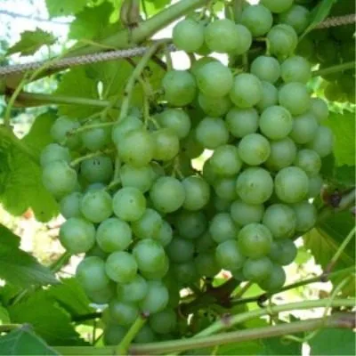 soloveva-58-5-235785