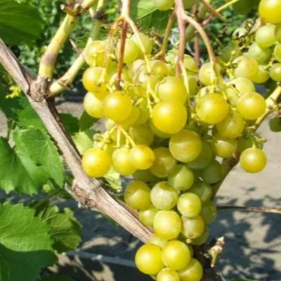 soloveva-58-6-235785