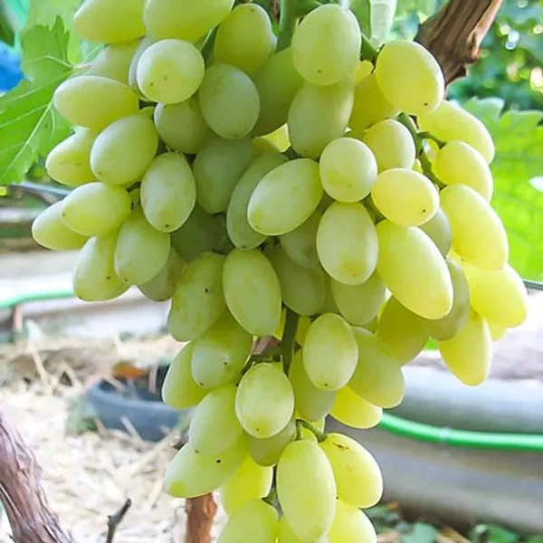 stoletie-main-229815