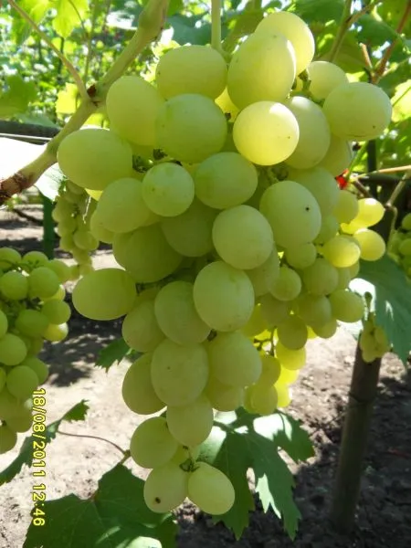 suruchenskiy-belyy-3-231395