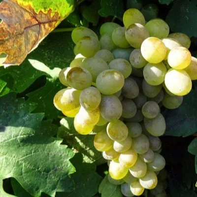 suruchenskiy-belyy-4-231395