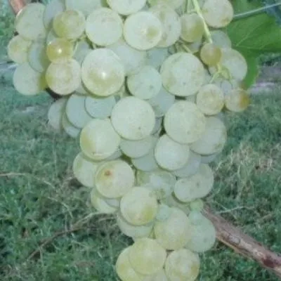 suruchenskiy-belyy-5-231395