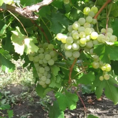 suruchenskiy-belyy-6-231395