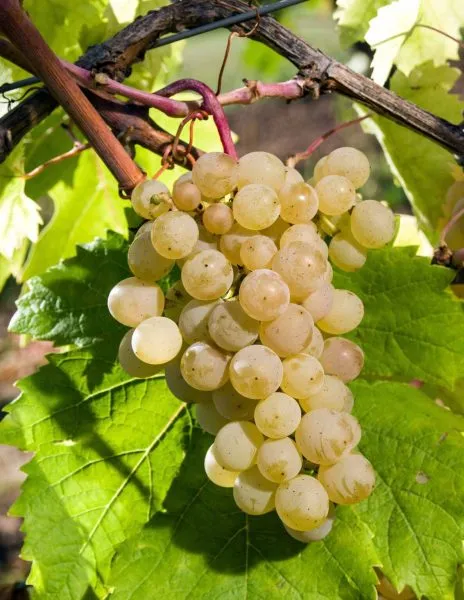 suruchenskiy-belyy-main-231395