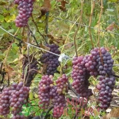 suvenir-vaskovskogo-2-225902