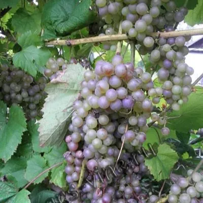 suvenir-vaskovskogo-3-225902