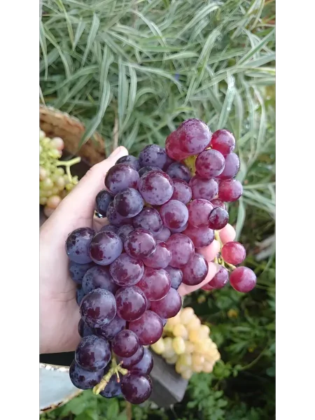 suvenir-vaskovskogo-main-225902