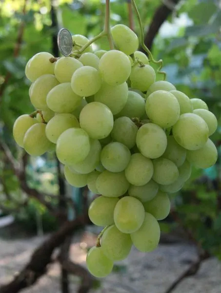 svetlana-main-230531