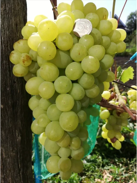 tayuschiy-main-232200