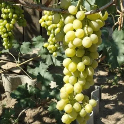 tompson-sultana-4-232874