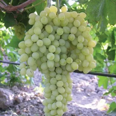 tompson-sultana-5-232874