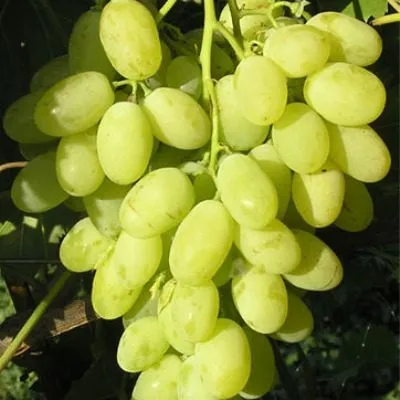 tsaritsa-main-225782