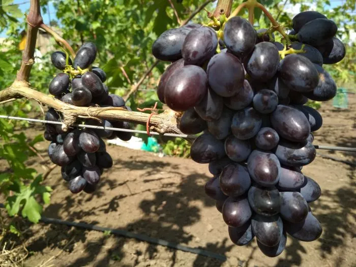 tsenturion-main-236205