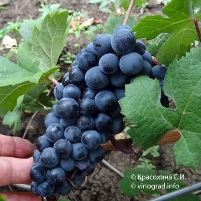 tsimlyanskiy-chernyy-3-226071