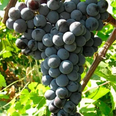 tsimlyanskiy-chernyy-5-226071