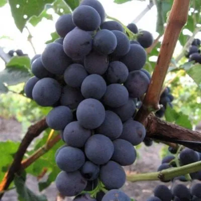 tsimlyanskiy-chernyy-6-226071