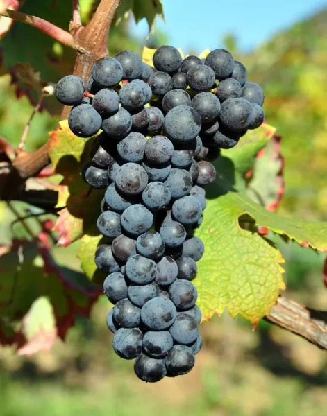 tsimlyanskiy-chernyy-main-226071