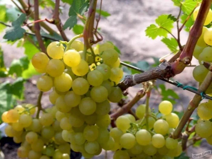 tsiravas-agra-2-232940