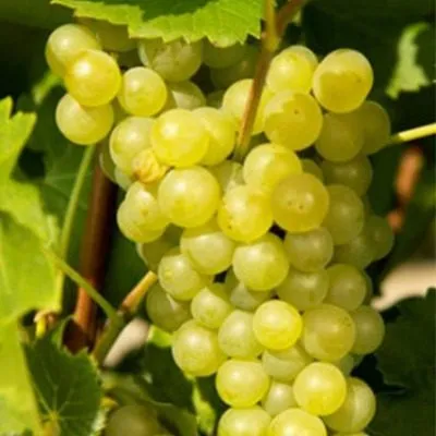 tsiravas-agra-3-232940