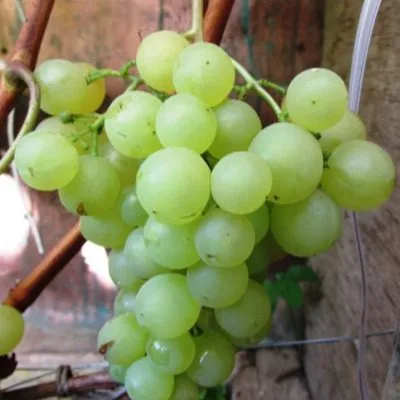 tsiravas-agra-4-232940