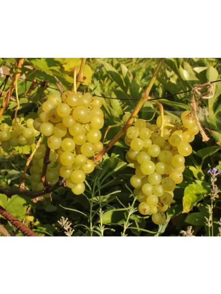 tsiravas-agra-main-232940