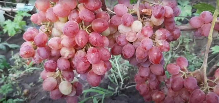 tsvet-sakury-1-236163