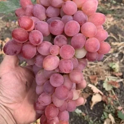 tsvet-sakury-main-236163