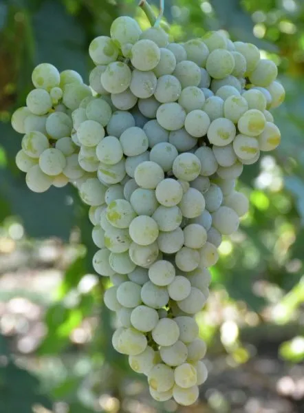 tsvetochnyy-1-231153