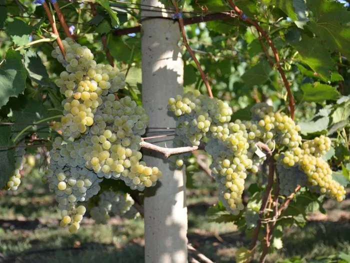 tsvetochnyy-2-231153