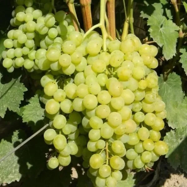 tsvetochnyy-3-231153